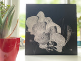 Assorted Orchids - Assorted Orchids