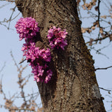 Duval Timothy - Meeting With A Judas Tree