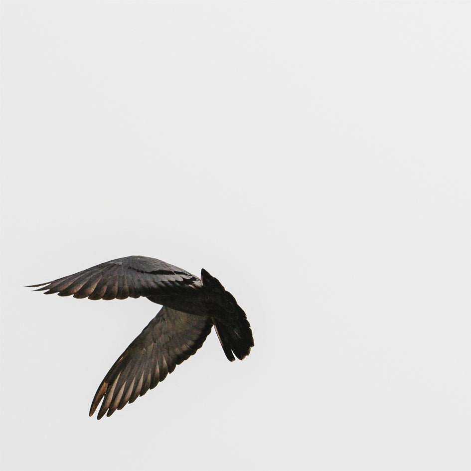 Ólafur Arnalds - Two Songs For Dance ・ Stare ・ Thrown EP – tempo