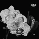 Assorted Orchids - Assorted Orchids
